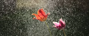 bloemen-na-regenbui.jpg.webp